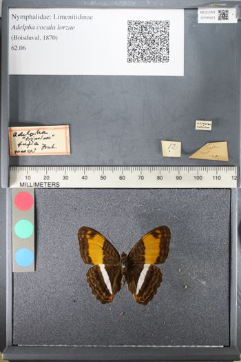 Media type: image;   Entomology 145421